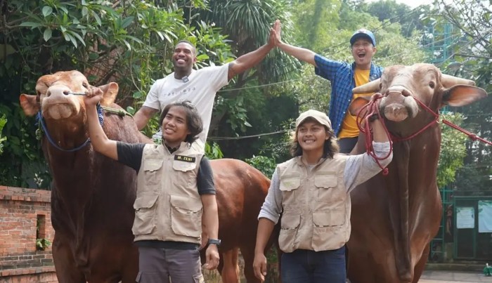 10 Momen Irfan Hakim Bersama Golden dan Wariso Sebelum Disembelih Irfan Hakim dan 5 Sapi Pilihannya, Bukan Sekadar Kurban