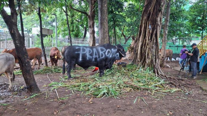 Meriahkan Idul Adha, Sapi Kurban Prabowo Terlihat di Banyak Kota