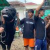 Meriahkan Idul Adha, Sapi Kurban Prabowo Terlihat di Banyak Kota