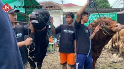 Meriahkan Idul Adha, Sapi Kurban Prabowo Terlihat di Banyak Kota