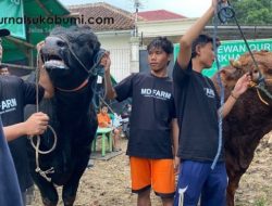 Meriahkan Idul Adha, Sapi Kurban Prabowo Terlihat di Banyak Kota