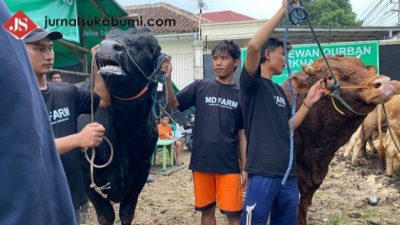 Meriahkan Idul Adha, Sapi Kurban Prabowo Terlihat di Banyak Kota