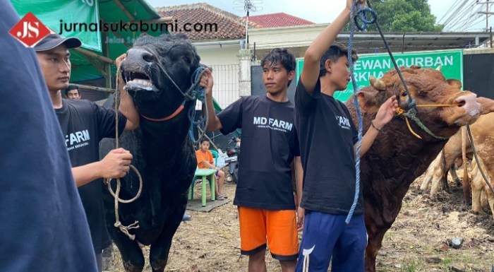 Meriahkan Idul Adha, Sapi Kurban Prabowo Terlihat di Banyak Kota