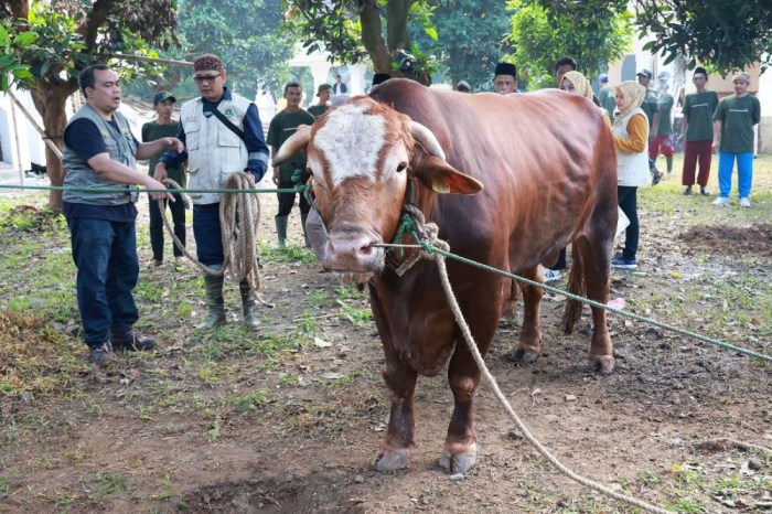 Info Penting! MRBI Provinsi Bengkulu Buka Penerimaan Qurban Sapi Idul ... Pemprov Babel Terima Bantuan 8 Sapi Kurban, Siap Disembelih Idul Adha