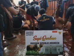 Pemprov Babel Terima Bantuan 8 Sapi Kurban Siap Disembelih Idul Adha