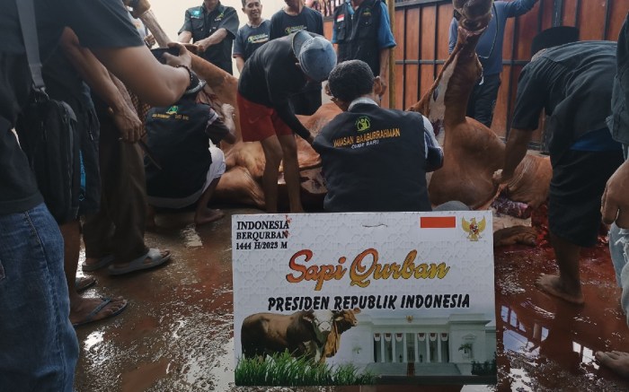 Sapi Kurban dari Jokowi Disembelih di Desa Ombe Lombok Barat, Awalnya ... Pemprov Babel Terima Bantuan 8 Sapi Kurban, Siap Disembelih Idul Adha