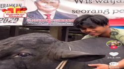 Berat Sapi Kurban Prabowo Bikin Takjub, Capai 1,3 Ton
