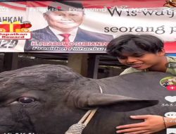 Berat Sapi Kurban Prabowo Bikin Takjub, Capai 1,3 Ton
