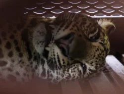 Macan Tutul Liar Masuk Hotel di Bandung Bikin Heboh