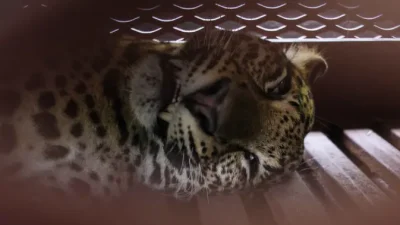 Macan Tutul Liar Masuk Hotel di Bandung Bikin Heboh