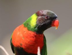 40 Burung Perkici Dada Merah Kembali ke Indonesia dari Inggris