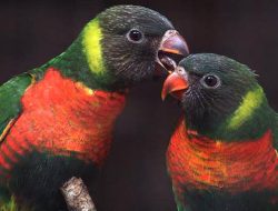 Tiga Berita Terhangat: 40 Burung Perkici Dada Merah Kembali ke Indonesia dari Inggris