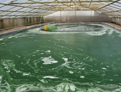 Semen Merah Putih Perkenalkan Terobosan Microalgae untuk Reduksi Emisi Karbon Pembangunan