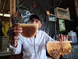 Budidaya Madu dengan Harapan Baru