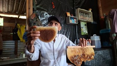 Budidaya Madu dengan Harapan Baru