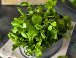 Resep Jukut Goreng Crispy Kriuk Renyah Tahan Lama dan Tidak Berminyak yang Bikin Nagih