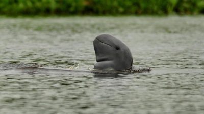 2 Pesut Mahakam Terancam Punah Mati di Anak Sungai Mahakam