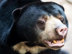 Pria Medan Ditangkap Saat Akan Jual Beruang Madu Seharga Tujuh Setengah Juta