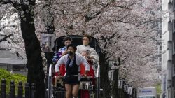 Prediksi Waktu Mekarnya Bunga Sakura di Jepang 2026 dan Liburan Musim Semi Terbaik