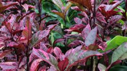 5 Herbal untuk Ambeien yang Bisa Digunakan sebagai Terapi Pendukung