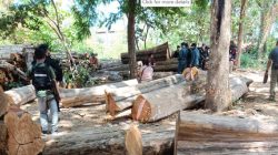 Hutan Taman Nasional Baluran Jadi Target Pembalakan Liar, 1 Pelaku Ditangkap 2 DPO