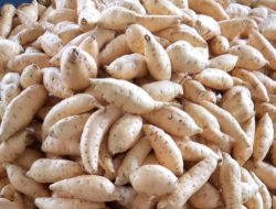 Memotong Ubi Cilembu Sebelum Dikukus, Mana yang Lebih Enak?