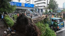 Hujan Badai di Jakbar Sebabkan 3 Pohon Tumbang dan 10 RT Terendam Banjir