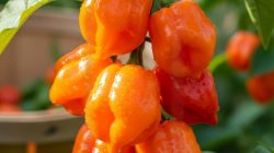 9 Trik Masak Cabe Gendot Agar Tidak Terlalu Pedas dan Nikmati Sensasi Gurih