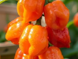 9 Trik Masak Cabe Gendot Agar Tidak Terlalu Pedas dan Nikmati Sensasi Gurih