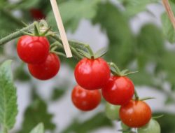 Ceri Terjual 2,8 Juta per Buah di Jepang Cetak Rekor Awal 2026