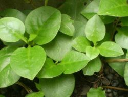 Manfaat Binahong untuk Kesehatan dan Penyembuhan Luka serta Mengatasi Peradangan